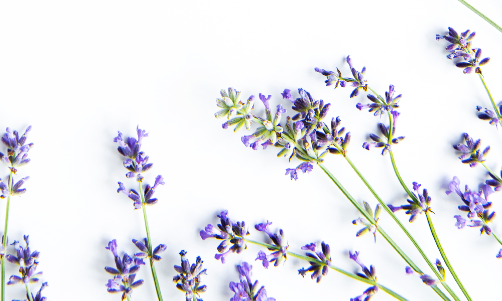 Лаванда