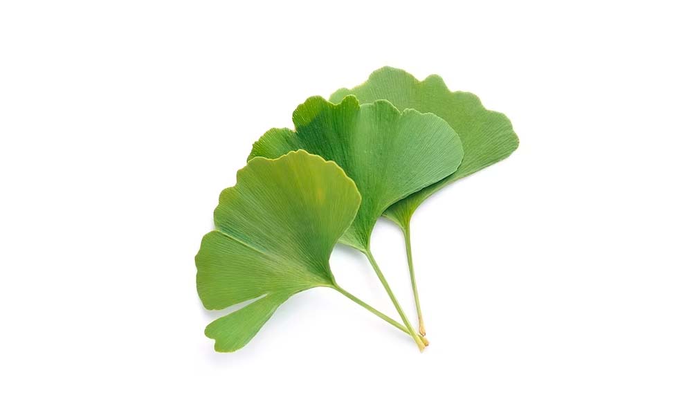 Гинкго билоба