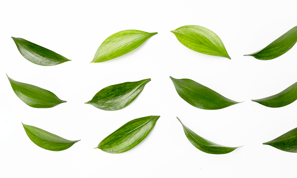 Чайное дерево