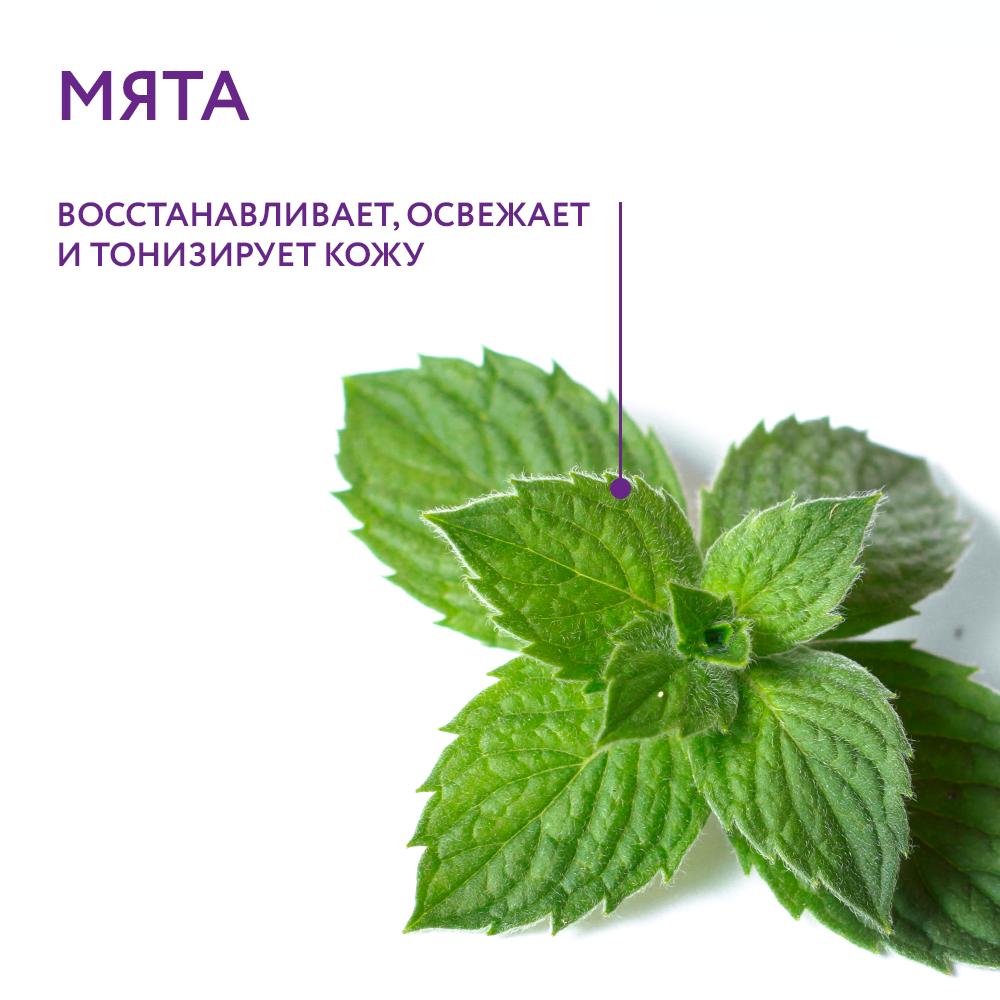 Мята_02.jpg