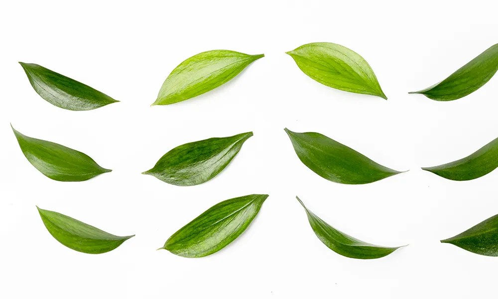 Чайное дерево